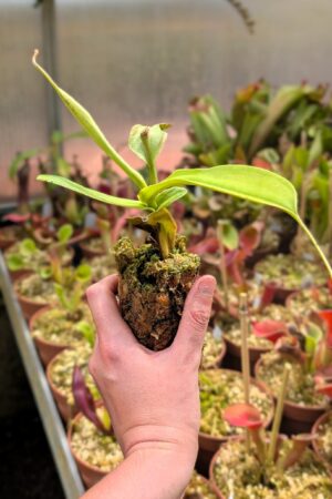 1490: N. robcantleyi x hamata (BE clone) - RC - 19 cm