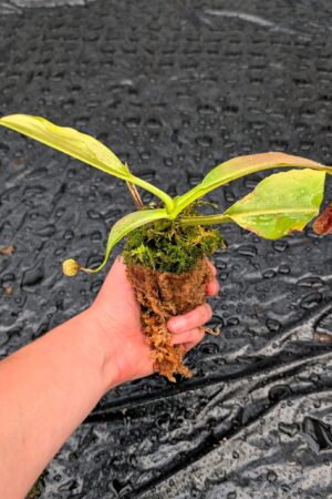 1494: N. maxima - Sulawesi (dark x green) - EP - RC - 24 cm