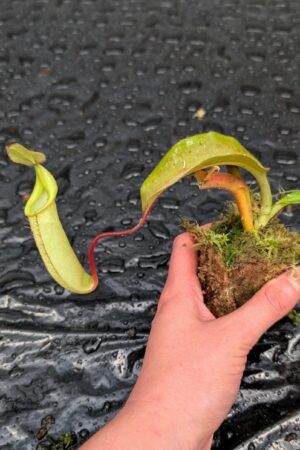 1497: N. maxima 'Wavy form' (Thomas Carow) - RC - 13 cm