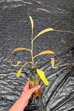1501: N. vogelii - Mt. Murud - RC - 18 cm