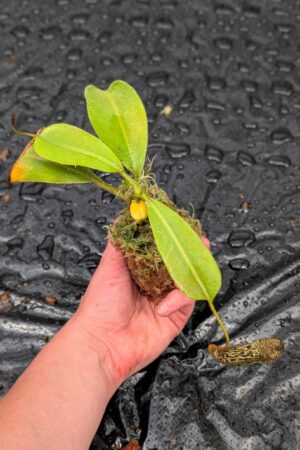 1502: N. vogelii - RC - 17 cm