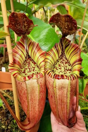 1519: N. veitchii (H/L) x burbidgeae - RC - 32 cm - One of the best clones in cultivation!