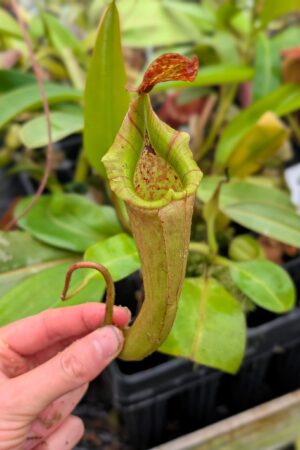 1521: N. maxima x veitchii AKA N. x Tiveyi EP - RC - 22 cm