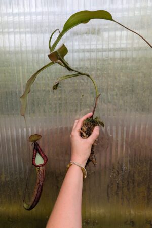 1527: N. truncata x spectabilis - EP - Matt Richardson - 39 cm