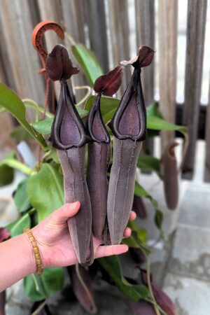 1532: Massive N. lingulata x truncata (Midnight) - EP - 3 plants - 51, 50 and 39 cm