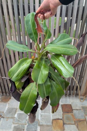 1533: Massive N. lingulata x truncata (Midnight)- EP - 3 plants - 49, 46 and 46 cm