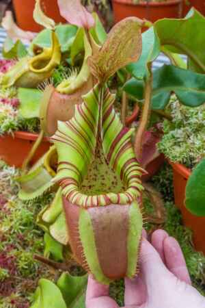1617: N. veitchii (m) - EP - selected,  striped clone - RC - 24 cm