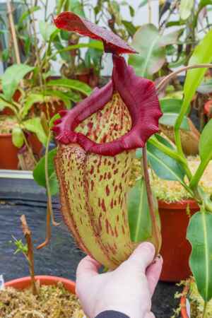 1597: N. truncata x (maxima x talangensis) - EP - RC - 39 cm