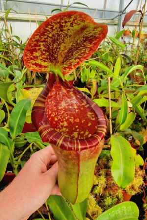 1584: lowii x merrilliana (A)- EP - RC - Only 1 - 36 cm