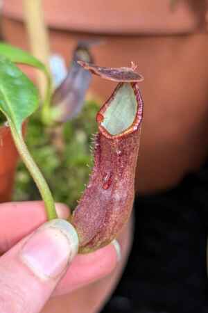 1534: N. (lowii x boschiana) x (lingulata x truncata) - SG - 12 cm