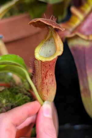 1535: N. [(lowii x veitchii) x Tiveyi] x (lingulata x truncata) - SG - 12 cm