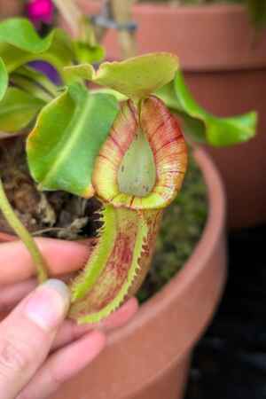 1540: N. [truncata x (eymae x veitchii)] x (truncata x ephippiata) - SG -  13 cm