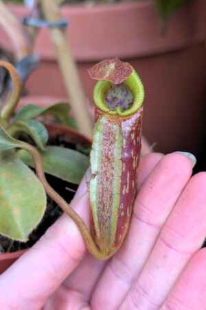 1541: N. (spathulata x edwardsiana) x mollis - SG - 10 cm