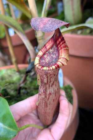 1545: N.[(lowii x veitchii) x boschiana] x [(veitchii x maxima) x veitchii] (F-clone) x [(lowii x veitchii) x campanulata] - SG - 21 cm