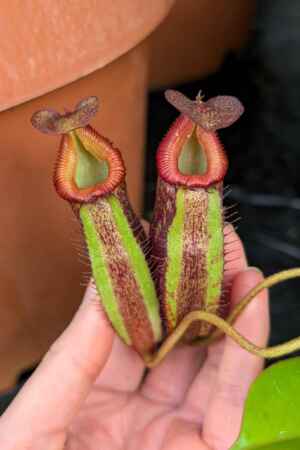 1546: N. Rokko 'Exotica' x villosa - SG - 14 cm (Jeremiah Harris cross) - Very limited!