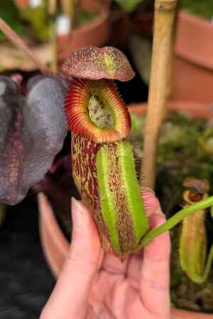 1548: N. (lowii x boschiana) x {[(Rokko 'Exotica' x boschiana) x veitchii] x edwardsiana} - SG - 33 cm