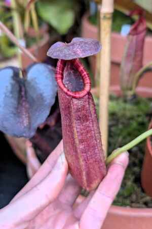 1549: N. (lowii x boschiana) x {[(Rokko 'Exotica' x boschiana) x veitchii] x edwardsiana} - SG - 28 cm