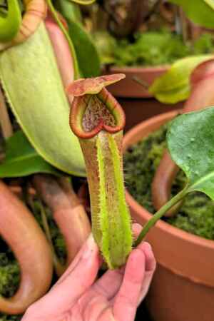 1555: N. truncata, stripy selection - SG - 33 cm