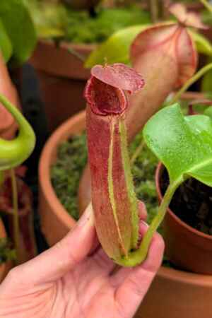 1556: N. truncata RED - SG - 18 cm