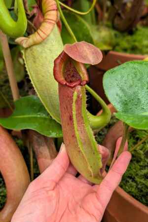 1564: N. truncata RED - SG - 28 cm
