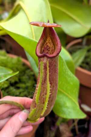 1567: N. truncata RED - SG - 17 cm