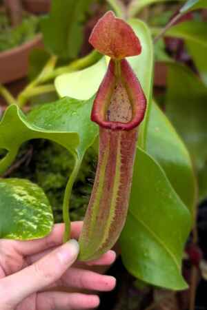 1569: N. truncata RED - SG - 26 cm