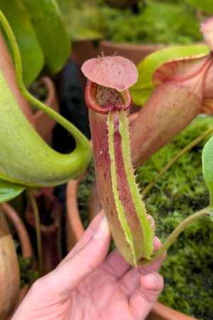 1570: N. truncata RED - SG - 17 cm