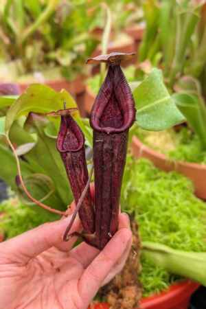1600: N. {[Rokko x (fusca x spectabilis)] x truncata} - EP - RC - 39 cm