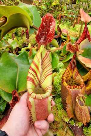 1576: N. veitchii (k) - EP - FIRST OFFERING EVER! Amazing striped veitchii with long neck!